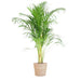 Areca Palm Och Dess Kruka