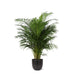 Areca Palm Och Dess Kruka