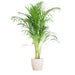 Areca Palm Och Dess Kruka