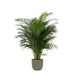 Areca Palm Och Dess Kruka