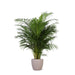 Areca Palm Och Dess Kruka