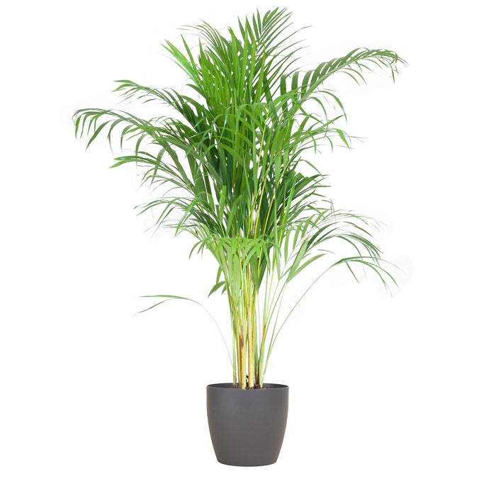 Areca Palm Och Dess Kruka