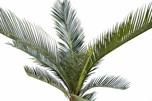 Konstgjord Cycas Palm 60Cm För Inomhus Och Utomhus