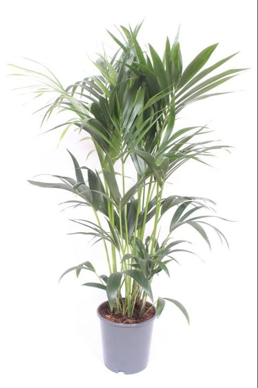 Kentia Palmträd - H120Cm, Ø24Cm - Stor Inomhusväxt