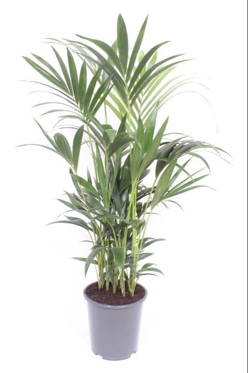 Kentia Palmträd - H120Cm, Ø27Cm - Stor Inomhusväxt