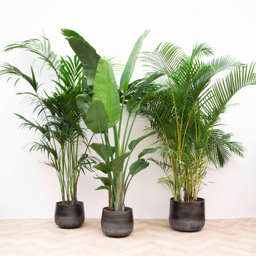 Kentia Palm, Strelitzia Augusta, Areca Palm - Set Med 3 Växter - Presentförpackning