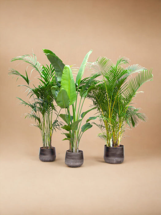 Kentia Palm, Strelitzia Augusta, Areca Palm - Set Med 3 Växter - Presentförpackning