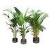 Kentia Palm, Strelitzia Augusta, Areca Palm - Set Med 3 Växter - Presentförpackning