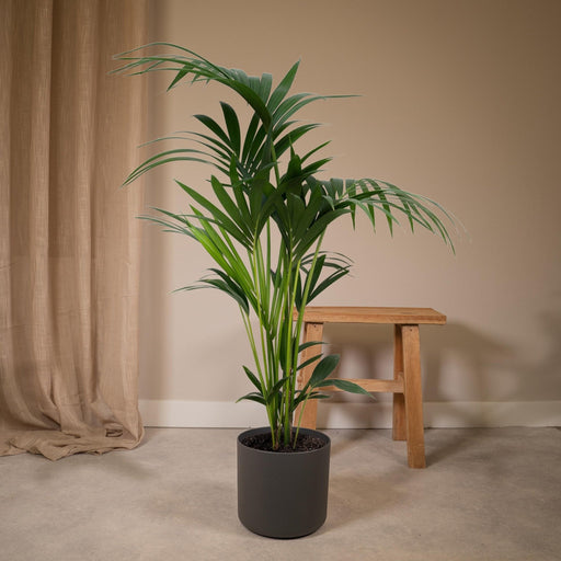 Kentia Palm Tree Xl H120Cm