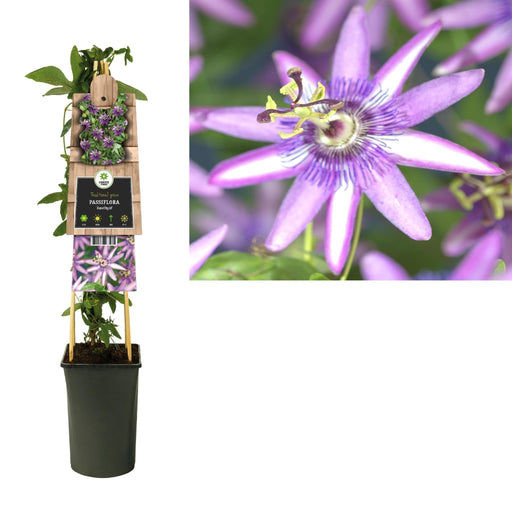 Passionsblomma Ametist D17Cm H75Cm