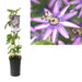 Passionsblomma Ametist D17Cm H75Cm