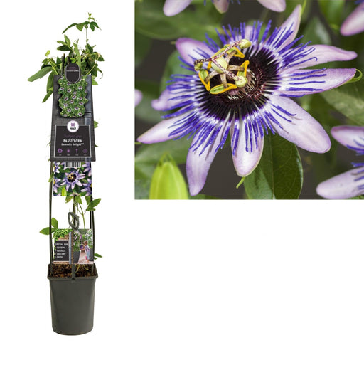 Passionflower Damsel'S Delight D23Cm H115Cm