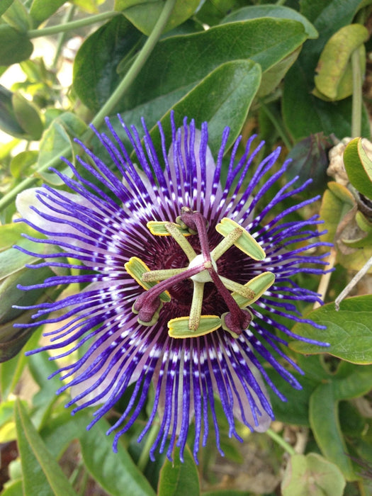 Passionsblomma 'Purple Haze'