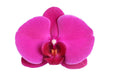 Phalaenopsis Joyride Orchid