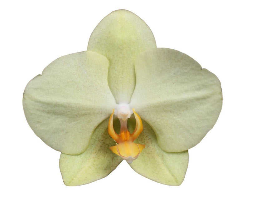 Phalaenopsis Volterra Orchid Pastell Gul