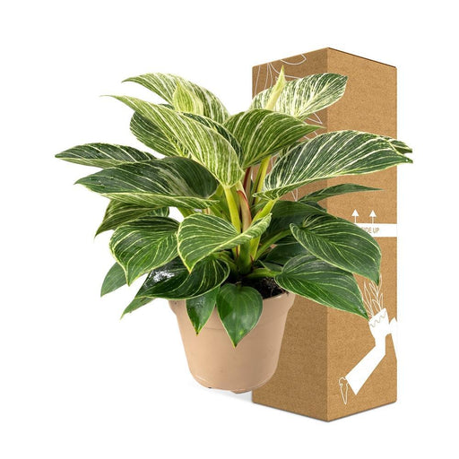 Philodendron Birkin