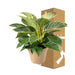 Philodendron Birkin