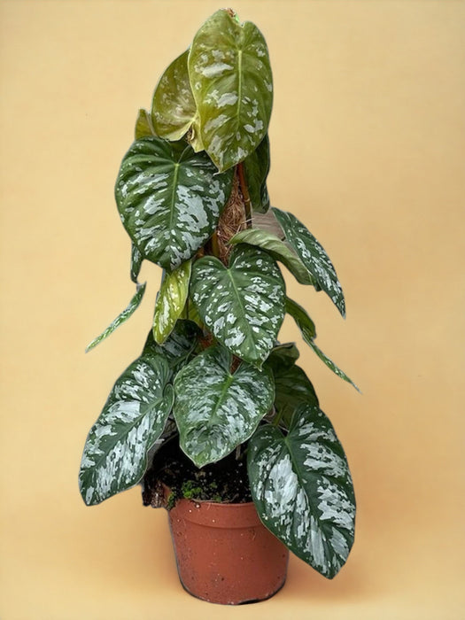 Philodendron Brandtianum Vild Form