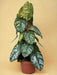 Philodendron Brandtianum Vild Form