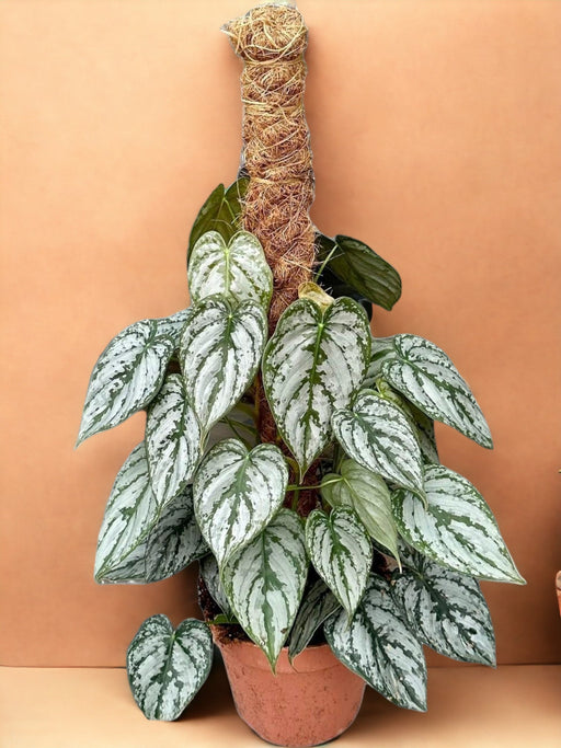 Philodendron Brandtianum