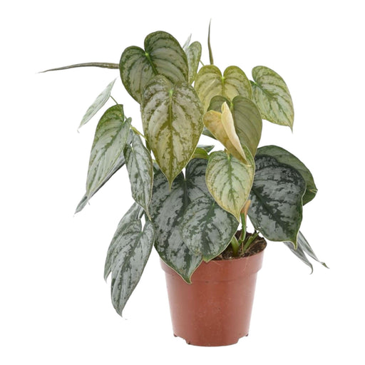 Philodendron Brandtianum