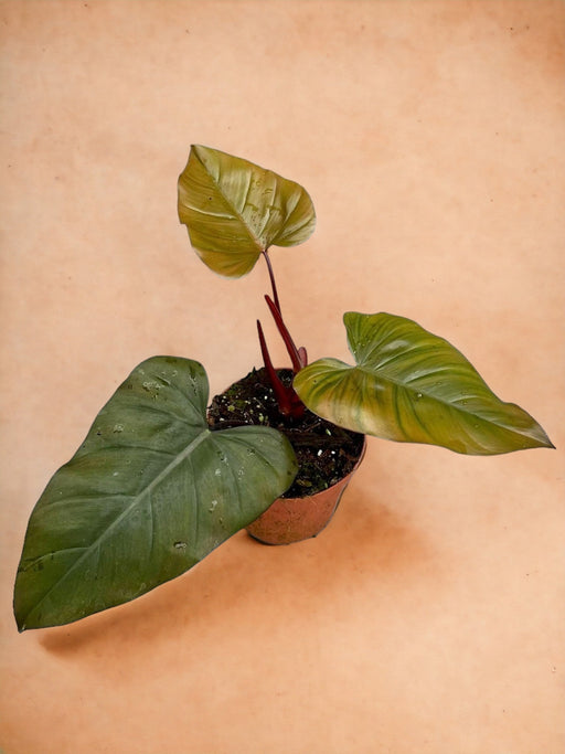 Philodendron Dark Lord