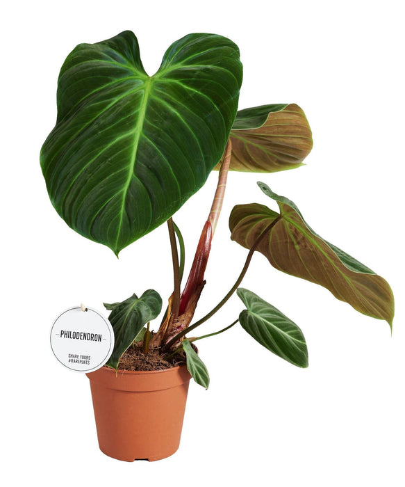 Philodendron El Choco Röd