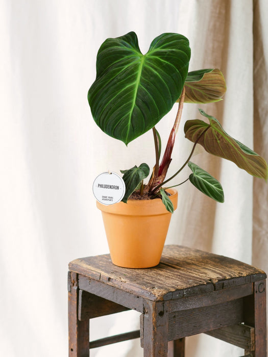 Philodendron El Choco Röd