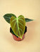 Philodendron El Choco Red D10