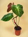 Philodendron El Choco Red D19