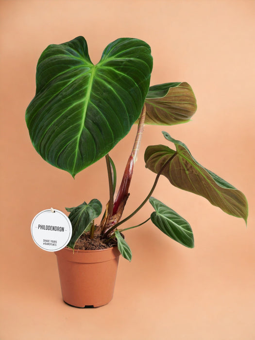 Philodendron El Choco Röd