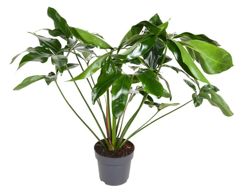 Philodendron Green Wonder