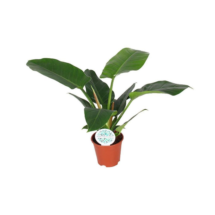 Philodendron Imperial Green