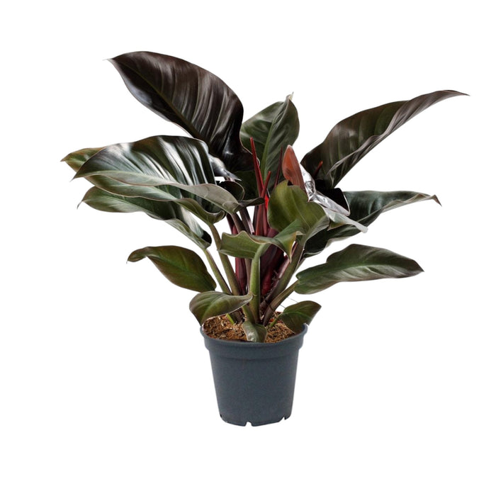 Philodendron 'Imperial Red'