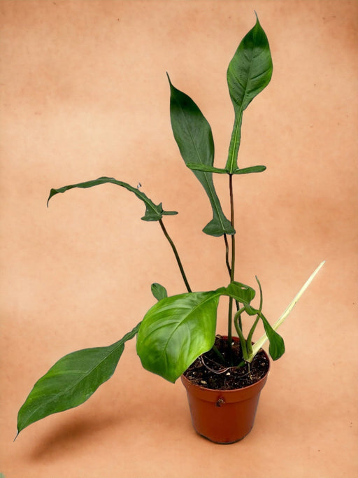 Philodendron Joepii