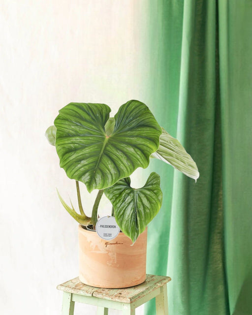 Philodendron Plowmanii