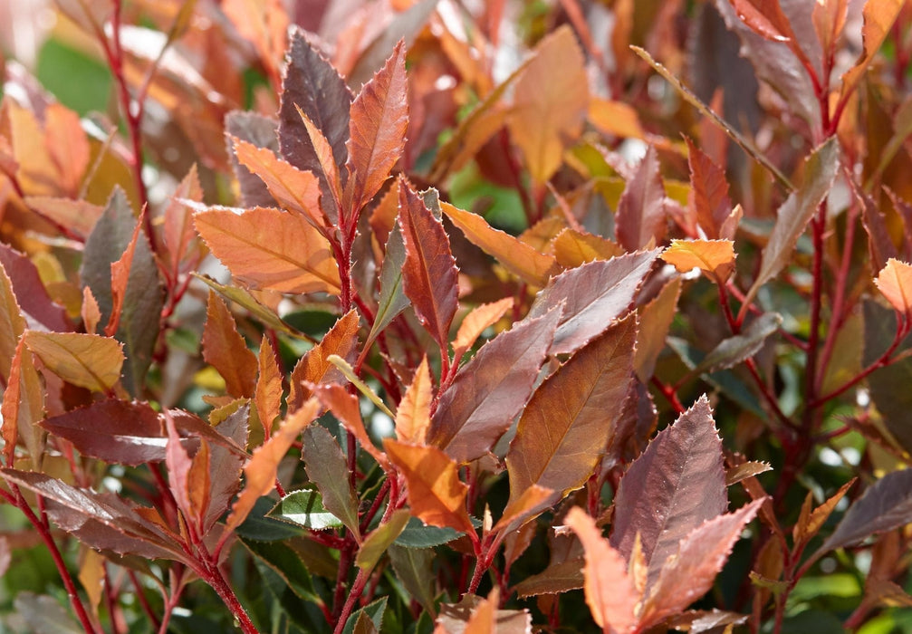 Photinia Fras. 'Chico'® - ↨20Cm - Ø13Cm - Utomhusbuske