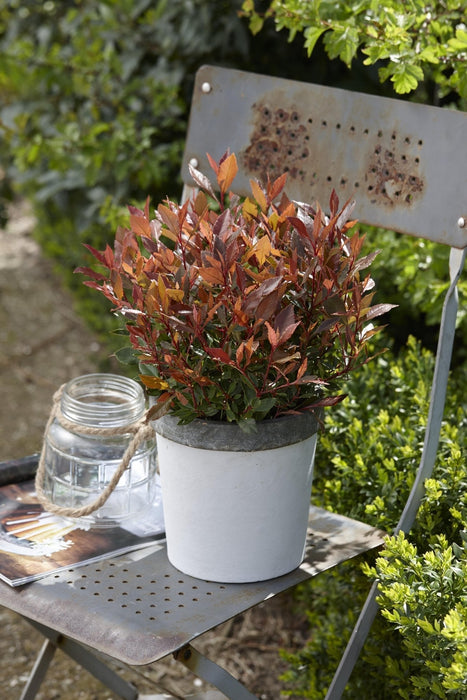 Photinia Fras. 'Chico'® - ↨20Cm - Ø13Cm - Utomhusbuske