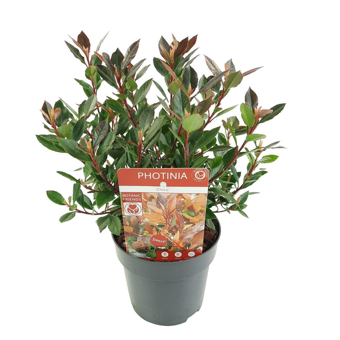 Photinia Fras. 'Chico'® - ↨20Cm - Ø13Cm - Utomhusbuske