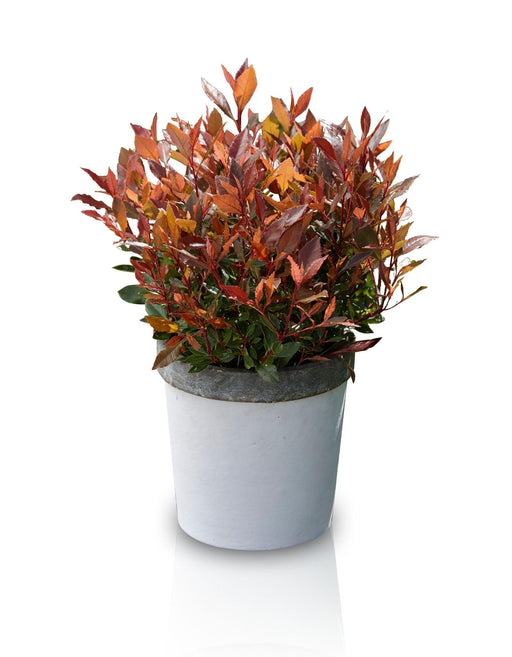 Photinia Fras. 'Chico'® - ↨20Cm - Ø13Cm - Utomhusbuske