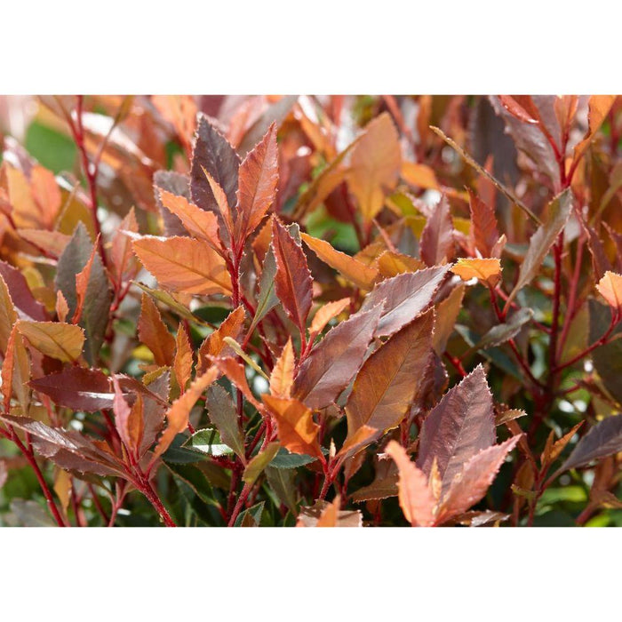 Photinia Fras. 'Chico'® - ↨25Cm - Ø19Cm - Utomhusbuske