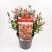 Photinia Fras. 'Chico'® - ↨25Cm - Ø19Cm - Utomhusbuske