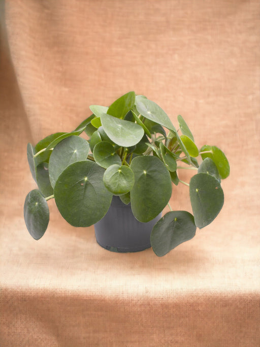 Pilea - La Ronde