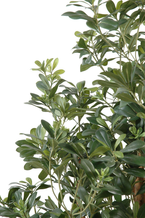 Artificiell Pittosporum 150 Cm För Inomhusbruk