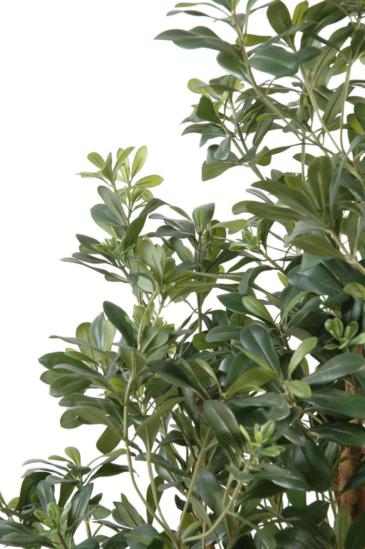 Artificiell Pittosporum 150 Cm För Inomhusbruk