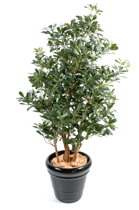 Artificiell Pittosporum 150 Cm För Inomhusbruk