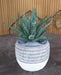 Artificiell Aloe Ferox Plant 15Cm Indoor Green