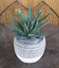 Artificiell Aloe Ferox Plant 15Cm Indoor Green