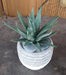 Artificiell Aloe Ferox Plant 15Cm Indoor Green