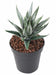 Artificiell Aloe Ferox Plant 15Cm Indoor Green